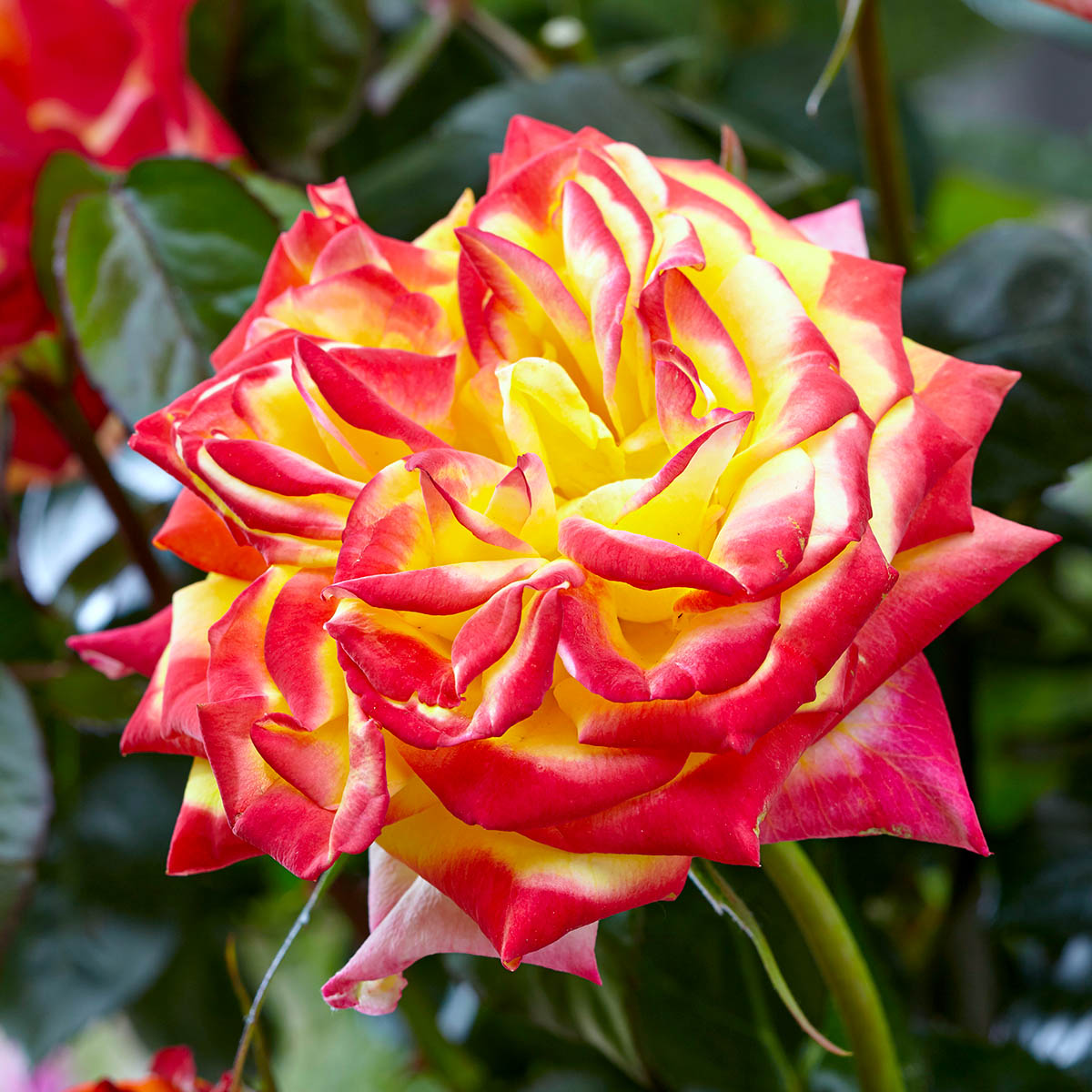 rose-twister-select-puts-your-garden-on-fire-featured