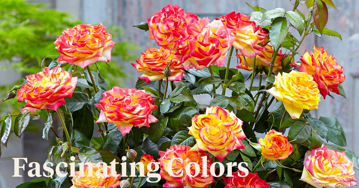 Rose Twister Select Puts Your Garden on Fire