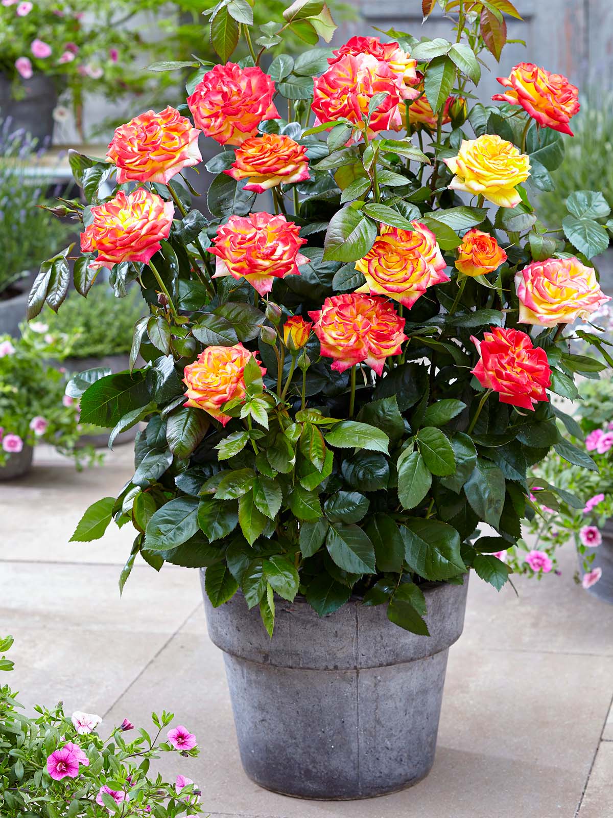 Rose Twister Select patio pot on Thursd