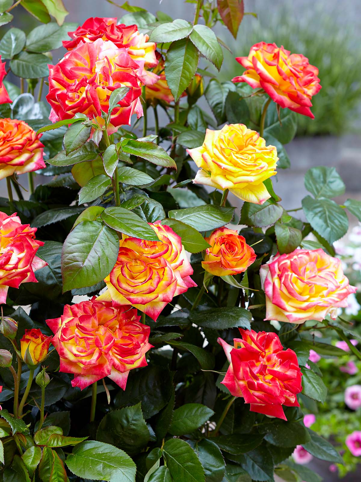 Rose Twister Select garden blooming on Thursd