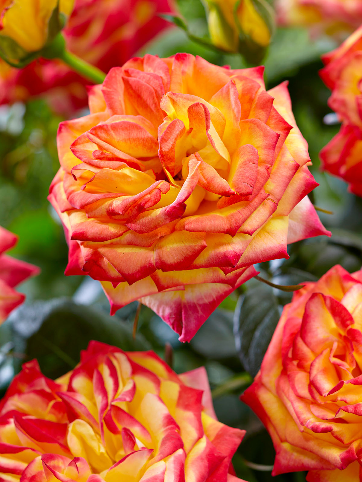 Rose Twister Select garden close-up on Thursd
