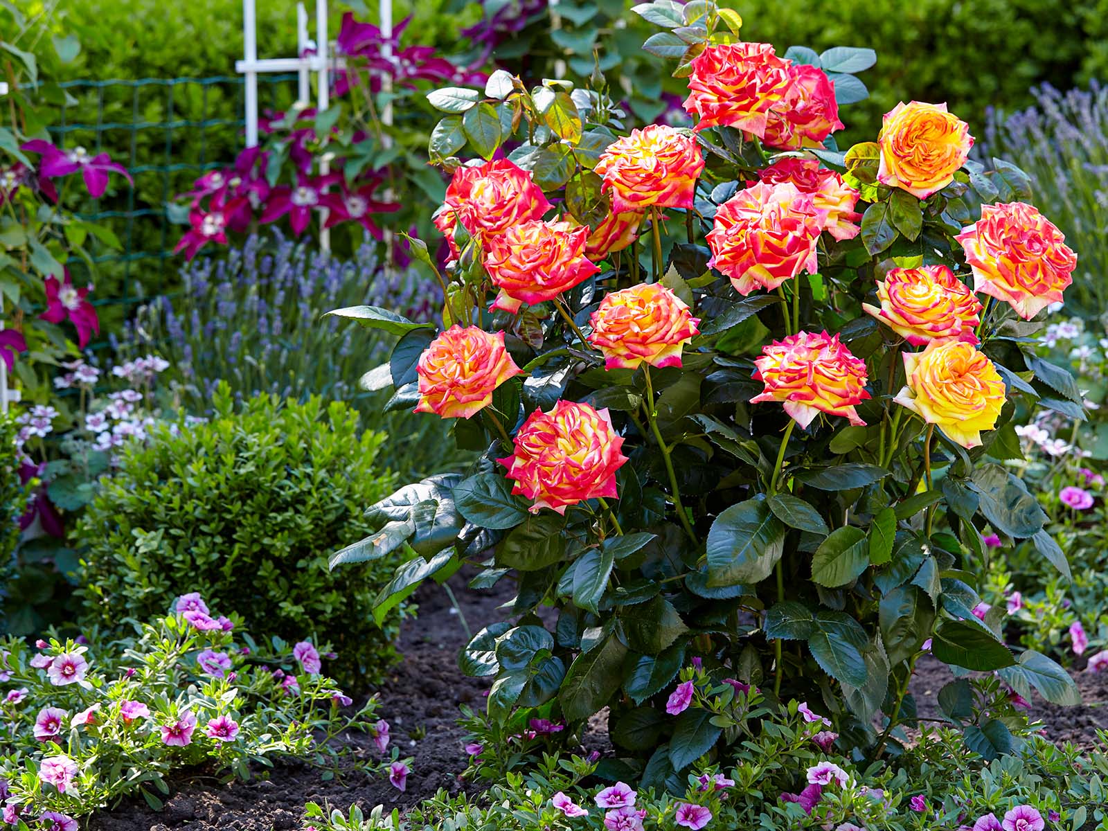Rose Twister Select garden on Thursd