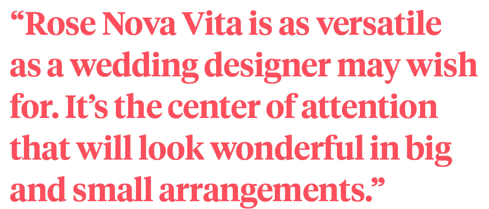 Sarah Willemart Rose Nova Vita quote on Thursd