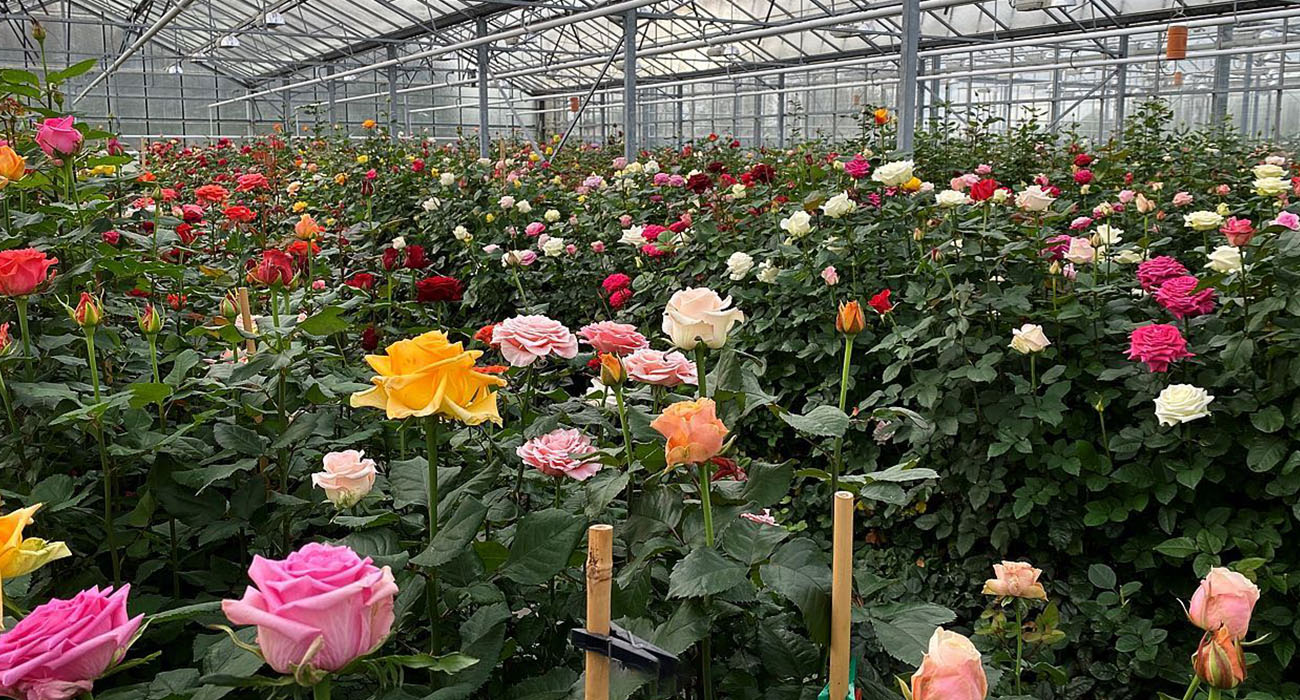 Jan Spek Roses Greenhouse