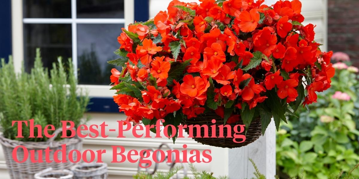 header Put Your Begonias Outdoor and Enjoy Them All Summer Long