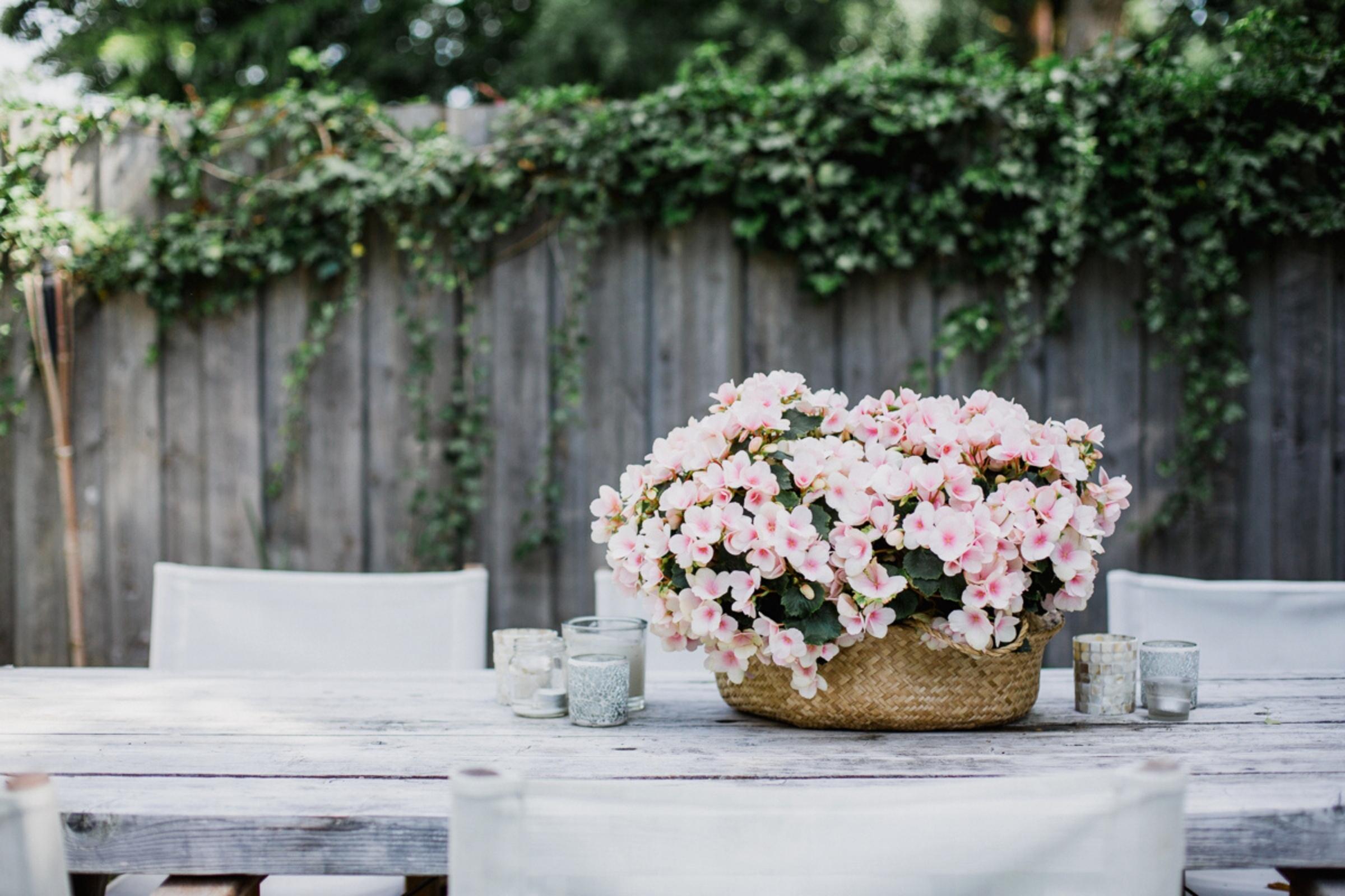 put-your-begonias-outdoor-and-enjoy-them-all-summer-long-featured