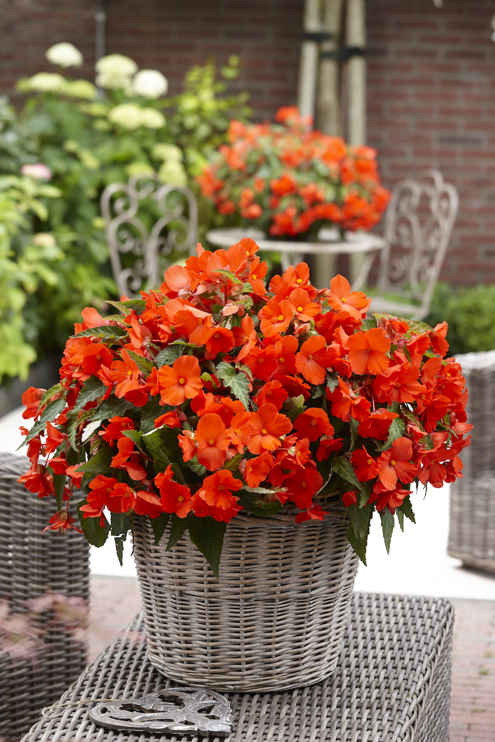 Begonia Florencio Orange