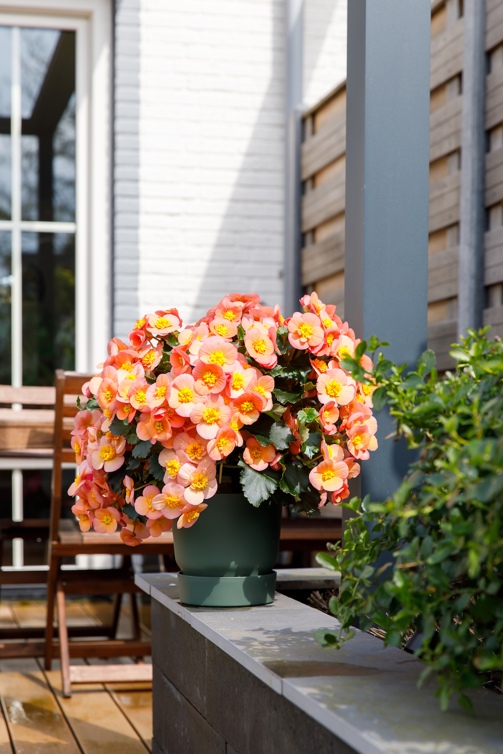 Koppe Has THE Most Complete Begonia Assortment for Your Home and Summer  Garden - Article on Thursd