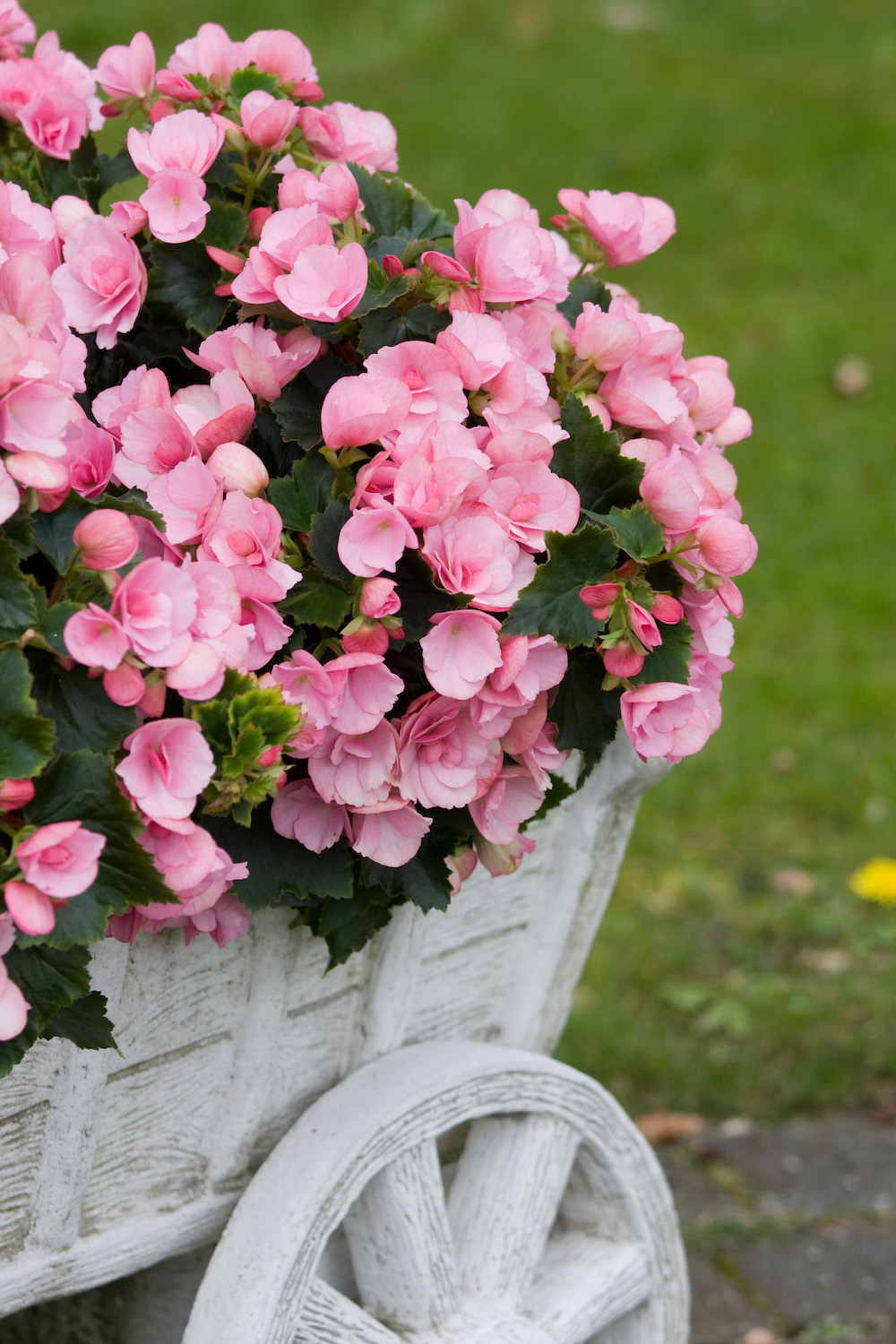 Begonia Betulia Candy - Outdoor Begonias on Thursd