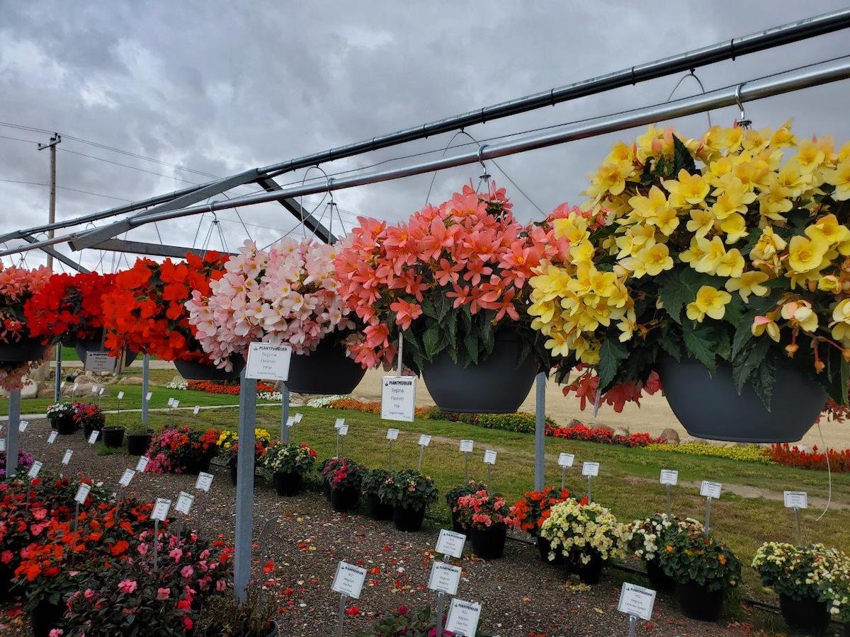 Outdoor Begonias testing Koppe Begonia - on Thursd