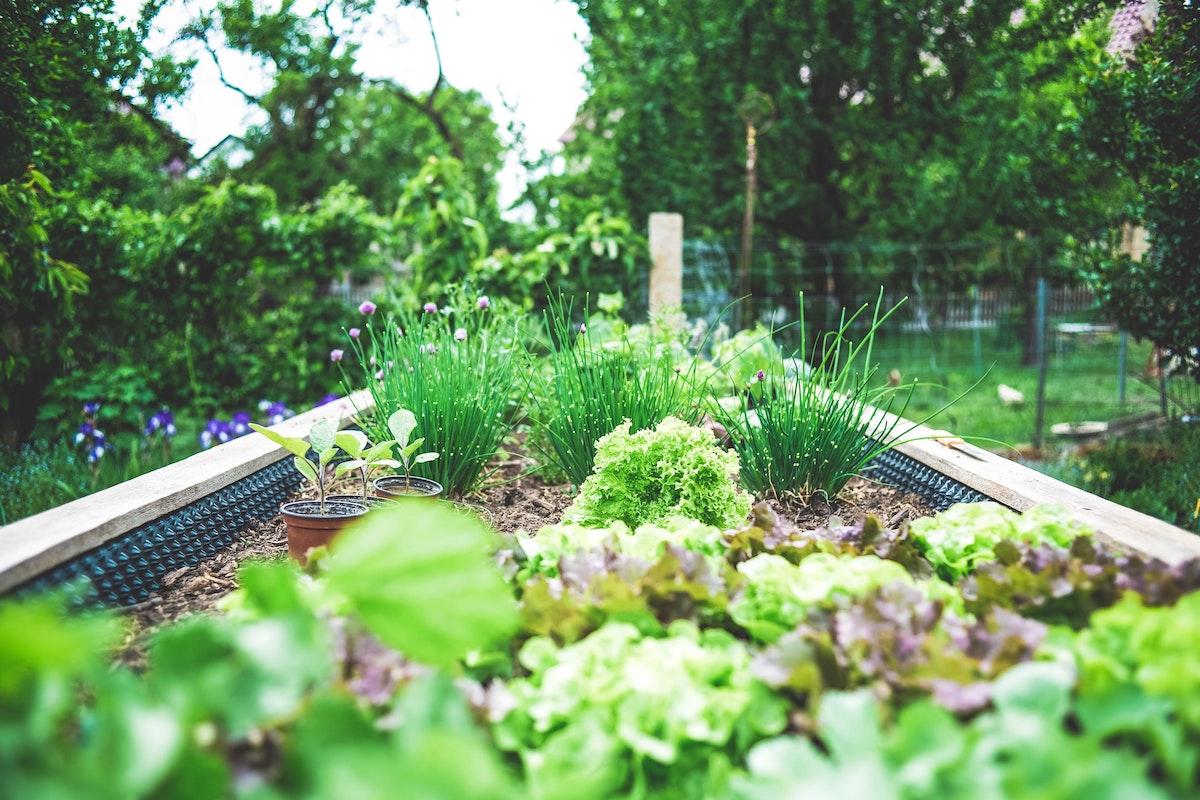 Vegetable Garden - Sustainable Living on Thursd