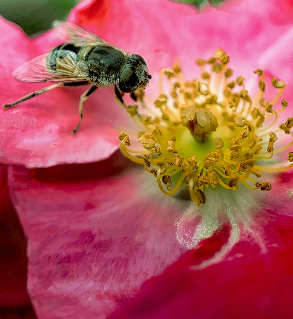 Bee-friendly plants - on Thursd