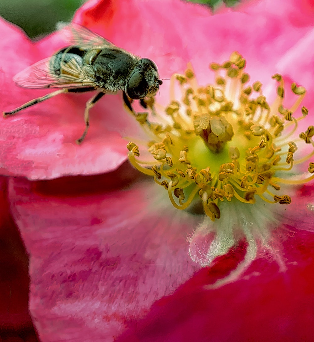 Bee-friendly plants