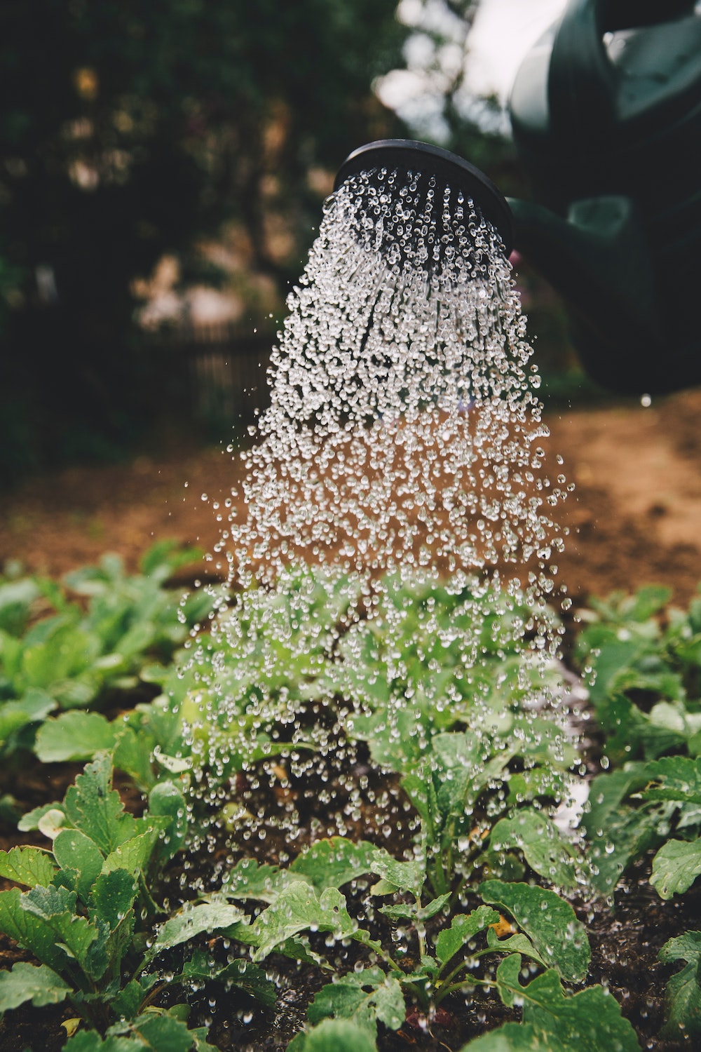 Collecting rainwater Sustainable Living