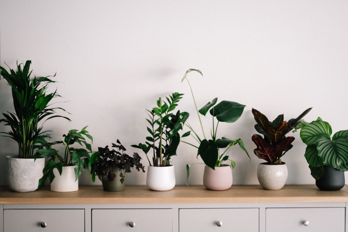 6 Houseplants To Gift For Mother's Day 2021 — Expert