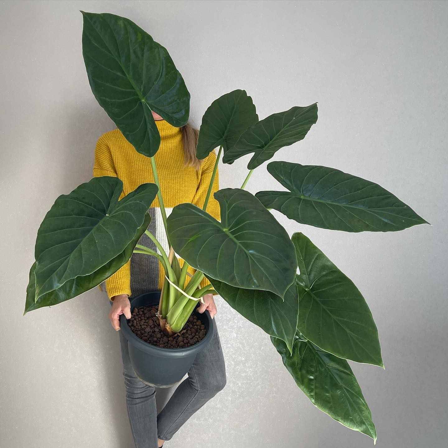 Alocasia Wentii - Houseplants for Mother's Day on Thursd