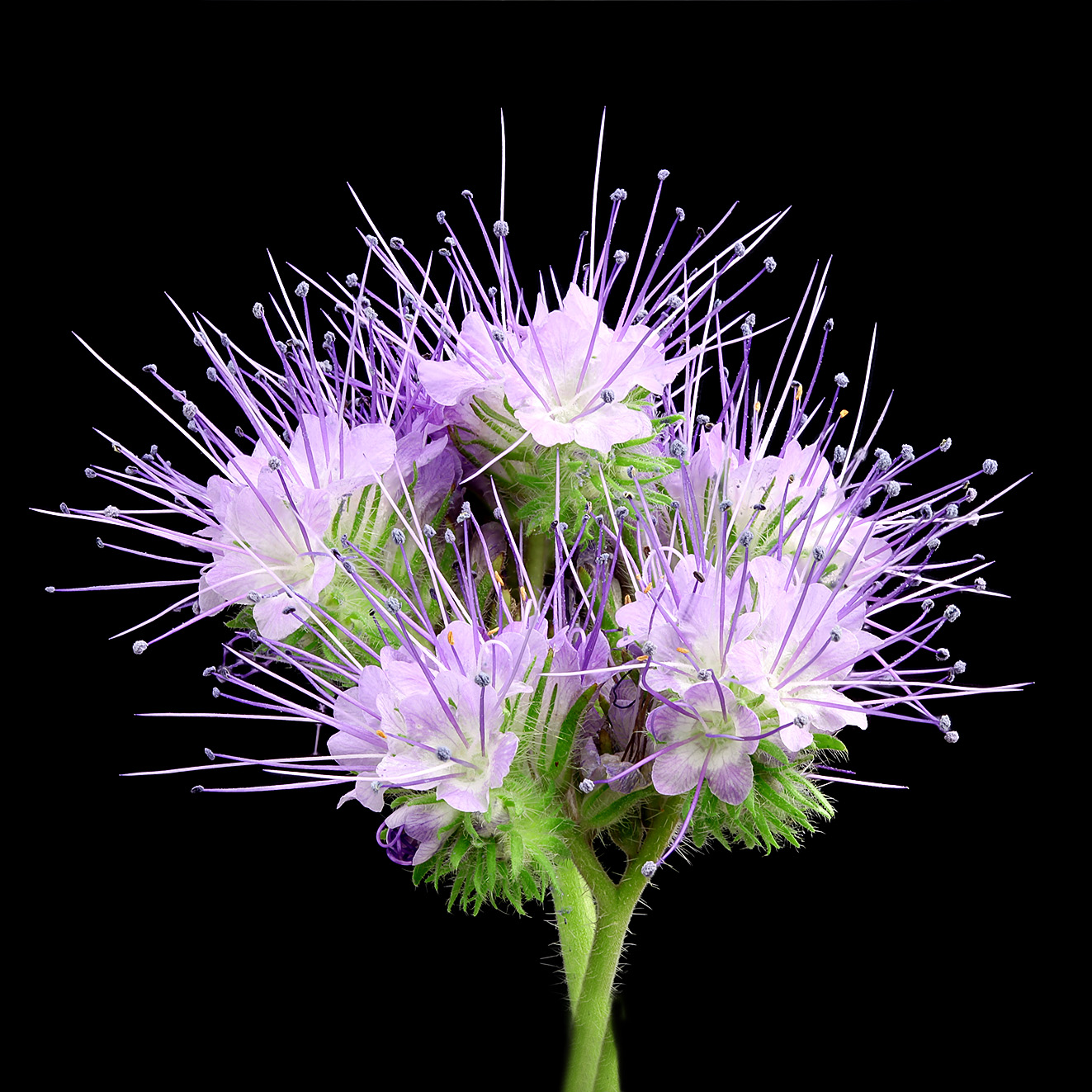Phacelia - Paul Heijmink Photography - on Thursd