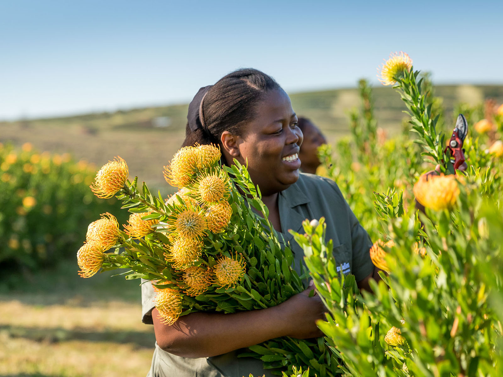 Zuluflora Nutans field - on Thursd