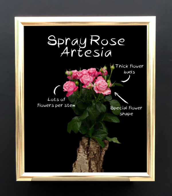 2021 Flower Novelties by Decorum Spray Rose Artesia