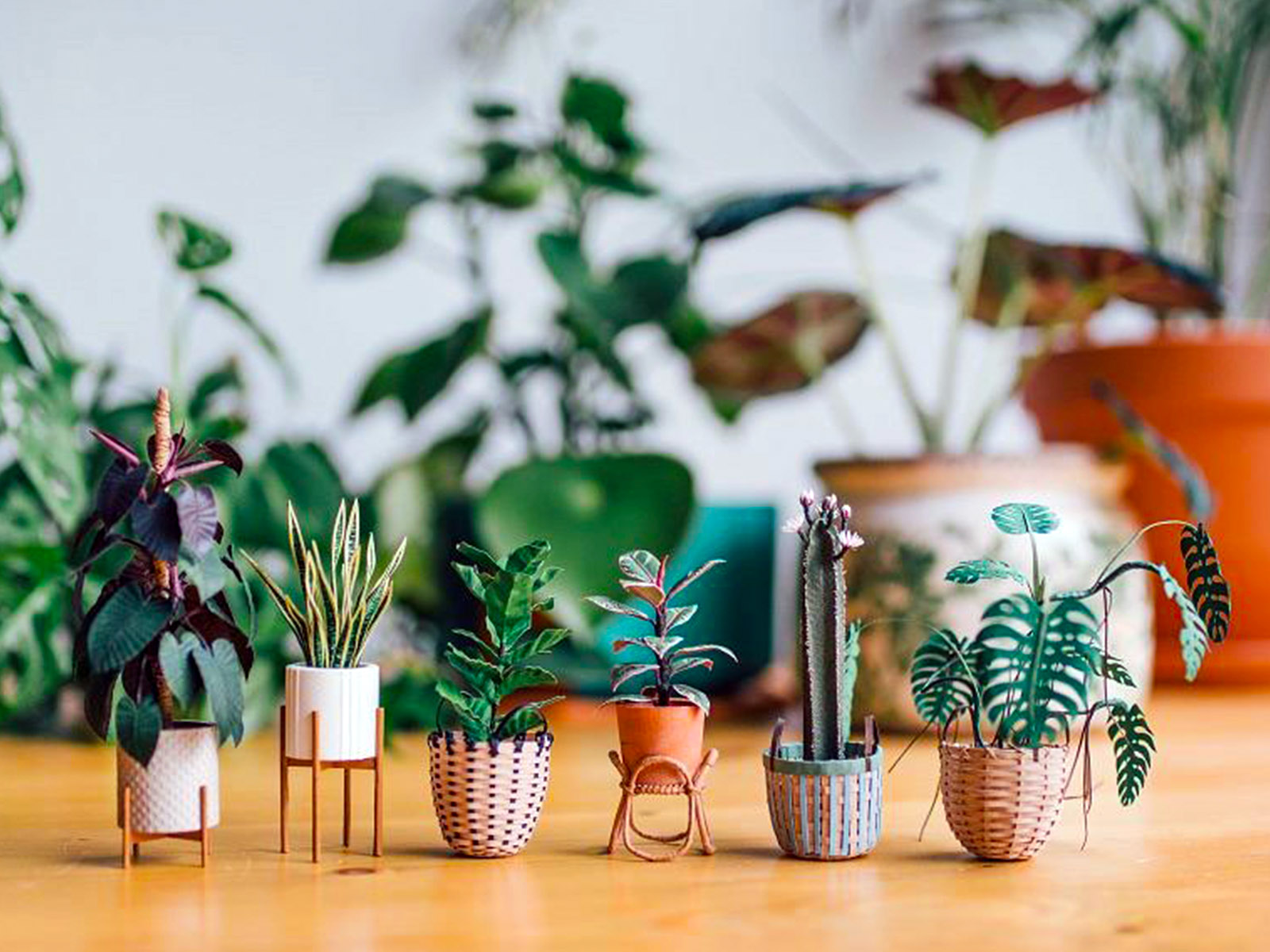 The Tiny Big Paper House Plants by Artist Raya Sader Bujana feature wide - on Thursd