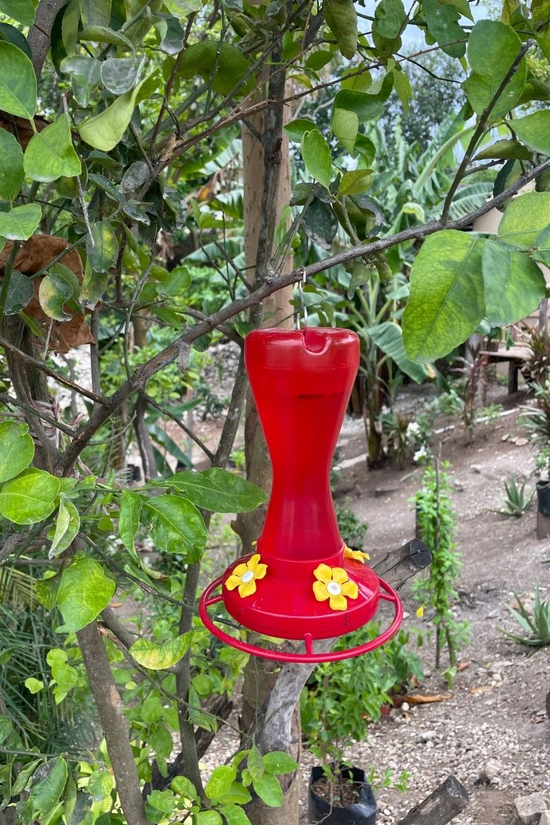 Carolin Cacao Cafe & Gelato - Hummingbird feeding station