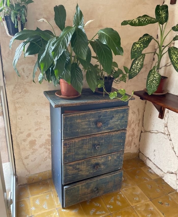 Carolin Cacao Cafe & Gelato - Blue desk with plants