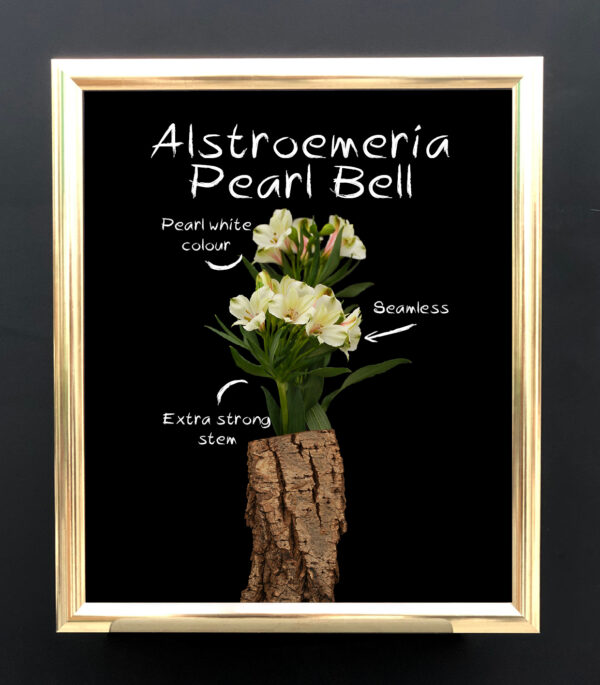 2021 Flower Novelties by Decorum Alstroemeria Pearl Bell