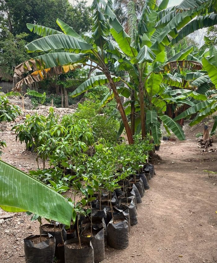 Plants for sale at Carolin Cacao Cafe & Gelato