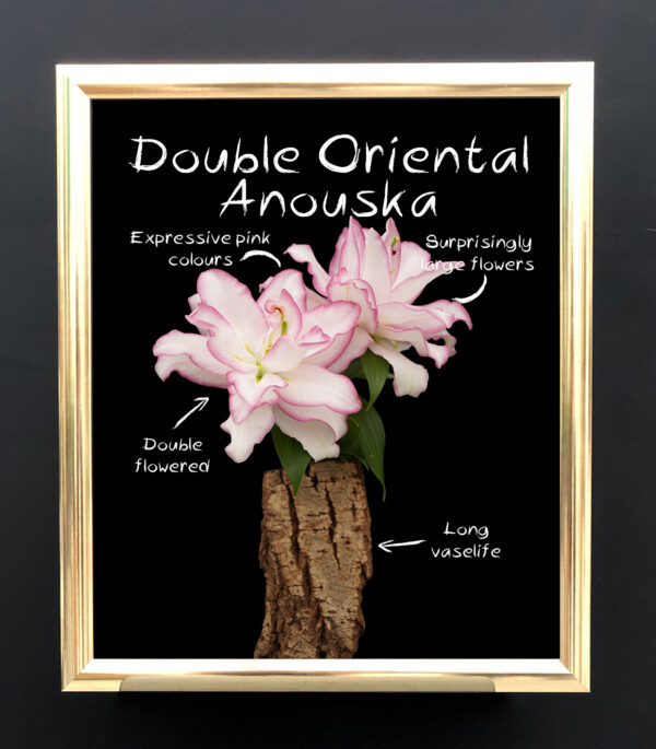 2021 Flower Novelties by Decorum Double Oriental Anouska