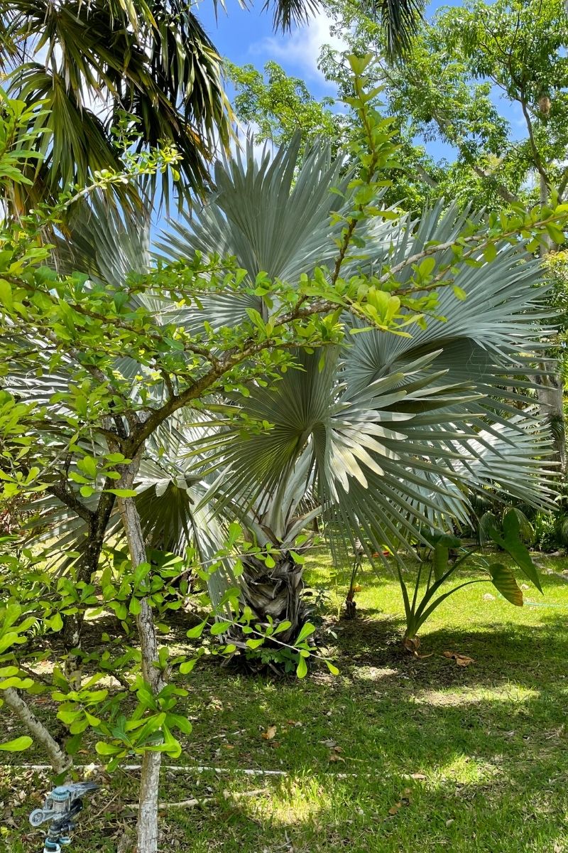 Bismarckia palm trees