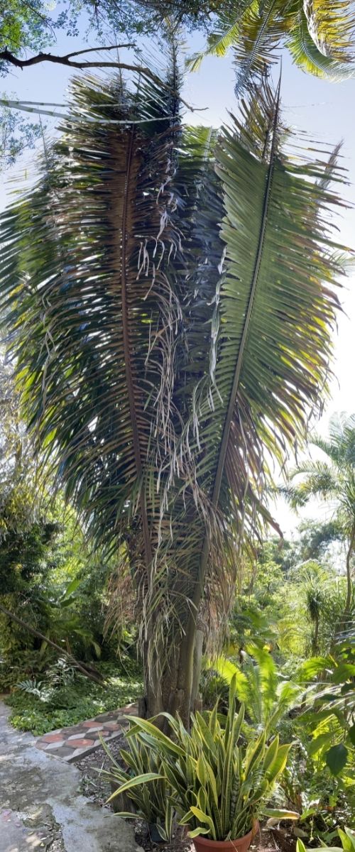 biggest palm leaf rhapis australis