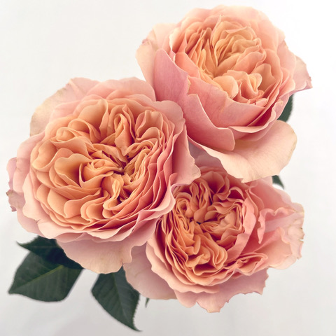 Just Peachy Spr - Alexandra Farms and Their New Varieties of Garden Roses - on Thursd