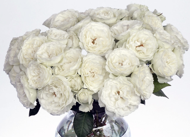 Blanche Spr - New Spray Roses from Alexandra Farms on Thursd