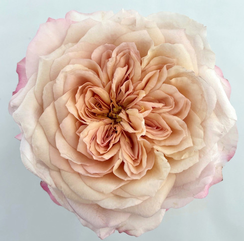 Miyabi Brown - New Variety Garden Roses from Alexandra Farms - on Thursd