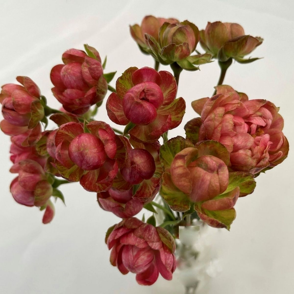 alexandra-farms-introduces-new-garden-rose-varieties-to-diverse-collections-featured