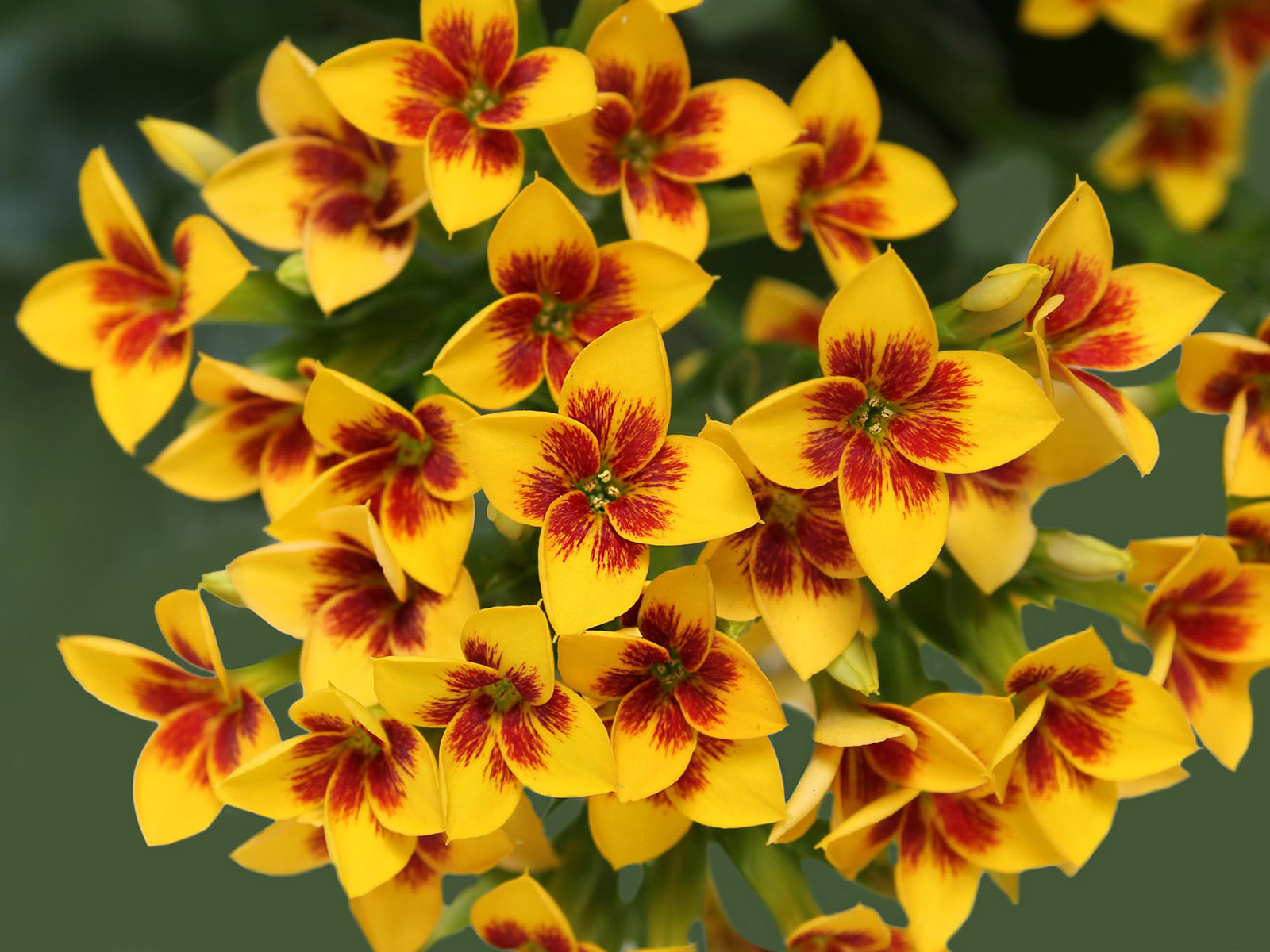 Decorum Kalanchoe - on Thursd