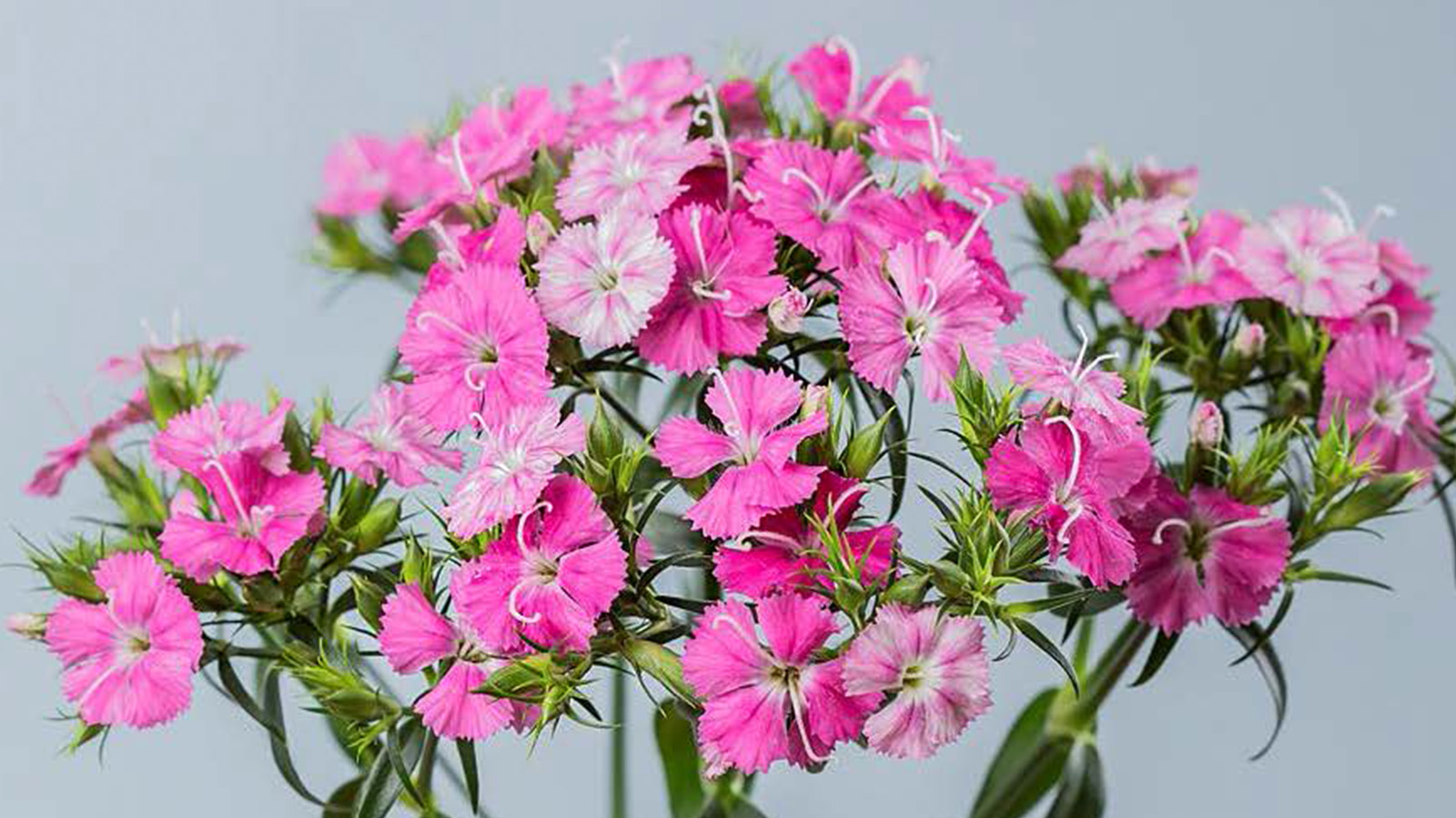 Dianthus Barbatus Amazon Rose Magic close-up  - on Thursd