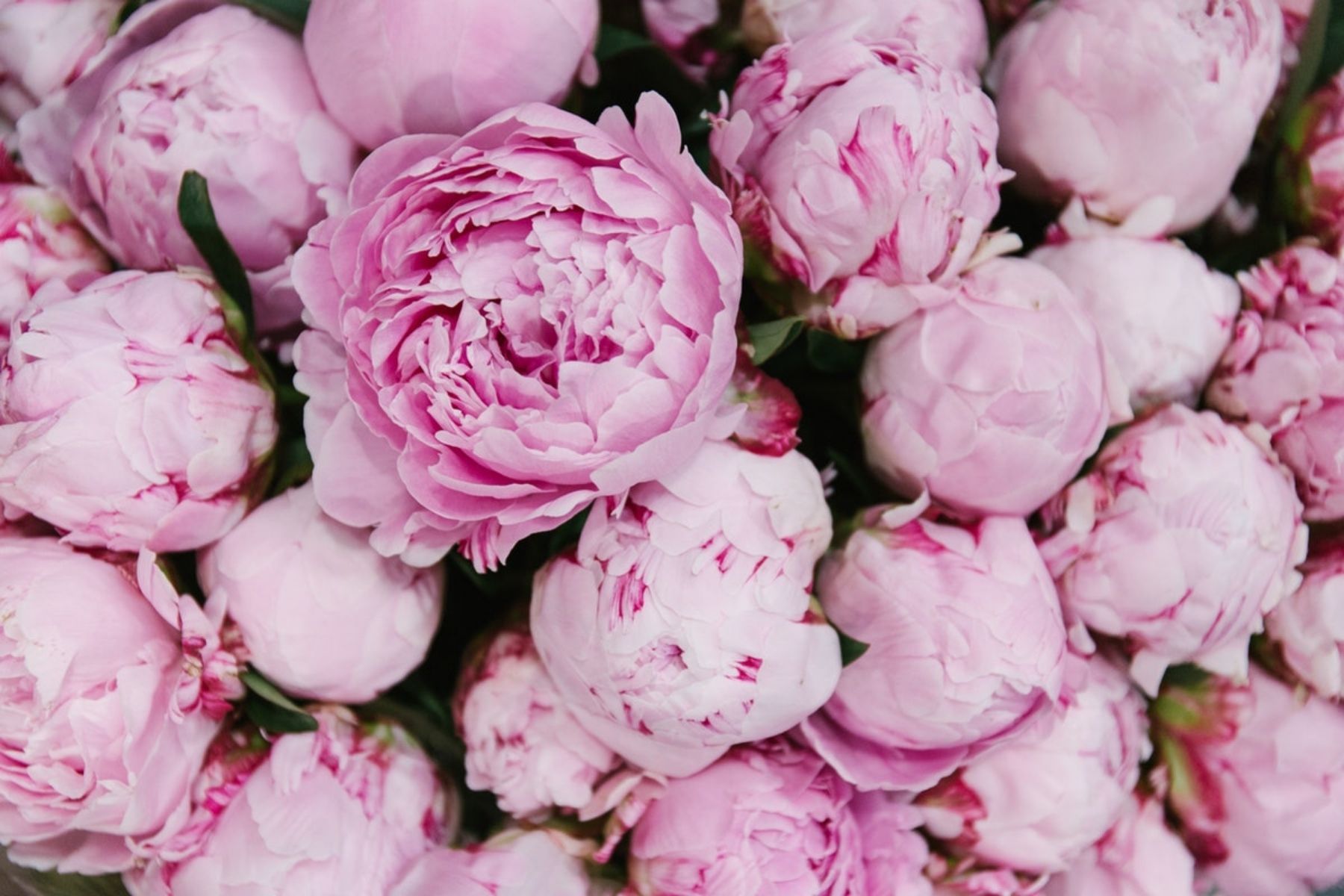 Peonies are the perfect romantic flowers for Mother's Day - A Blog by Regine Motmans on Thursd