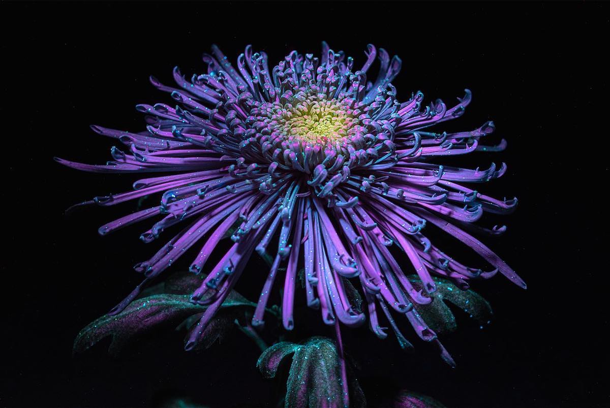 Debora Lombardi Stunningly Captures Flowers Through UV Photography - Article on Thursd Debora Lombardi Callistephus chinensis - on Thursd