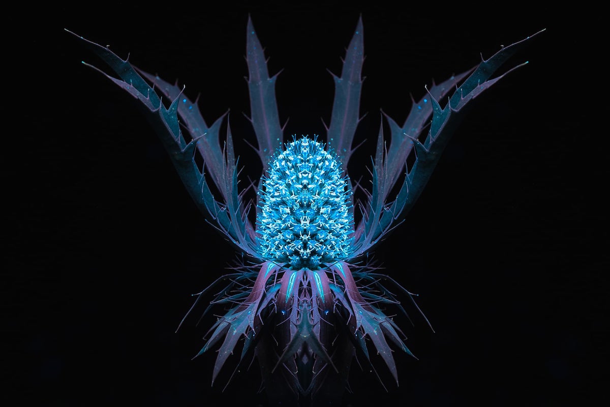 Debora Lombardi Stunningly Captures Flowers Through UV Photography - Article on Thursd Ultraviolet flowers photography Eryngium Alpinum - on Thursd