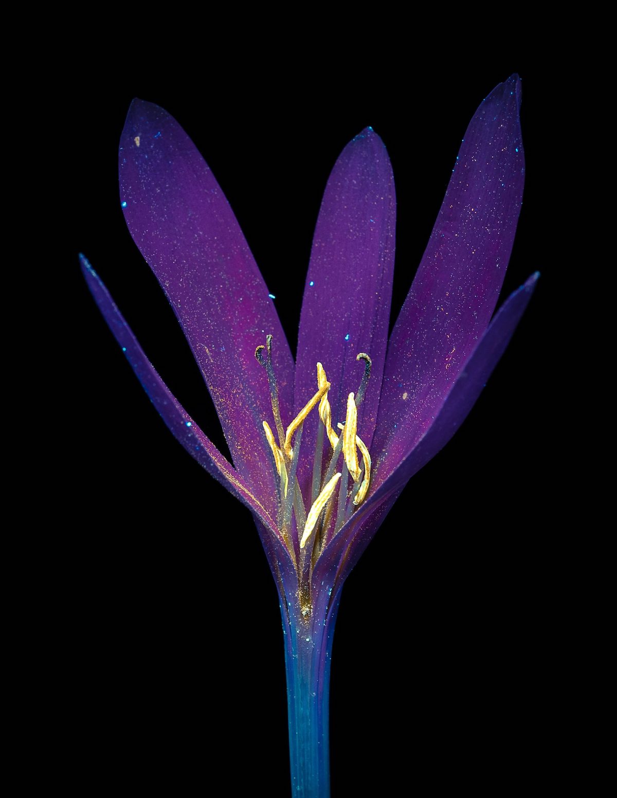 Debora Lombardi Stunningly Captures Flowers Through UV Photography - Article on Thursd UV Photography flowers Crocus Savitus- on Thursd
