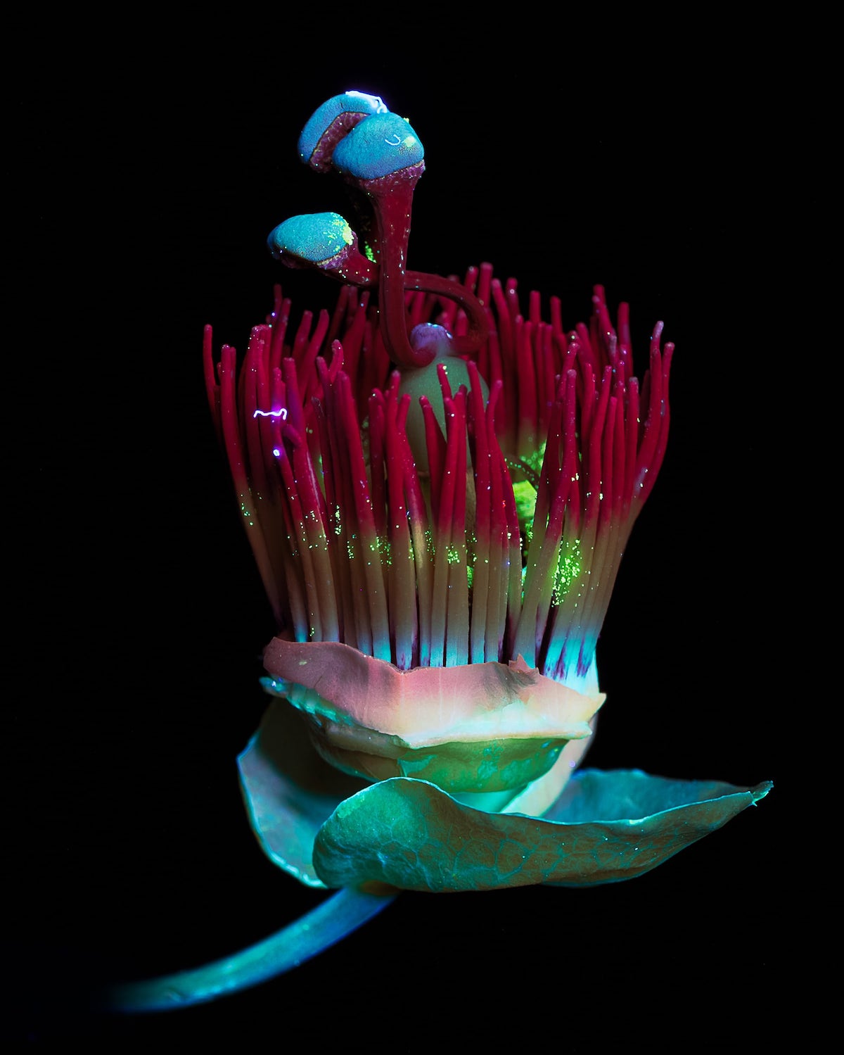 UV photography Passiflora- on Thursd