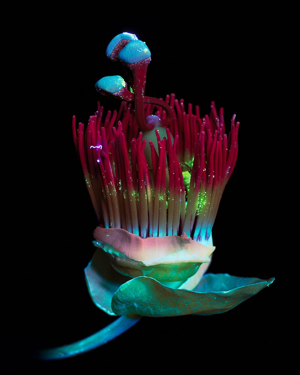 Debora Lombardi Stunningly Captures Flowers Through UV Photography - Article on Thursd UV photography Passiflora- on Thursd