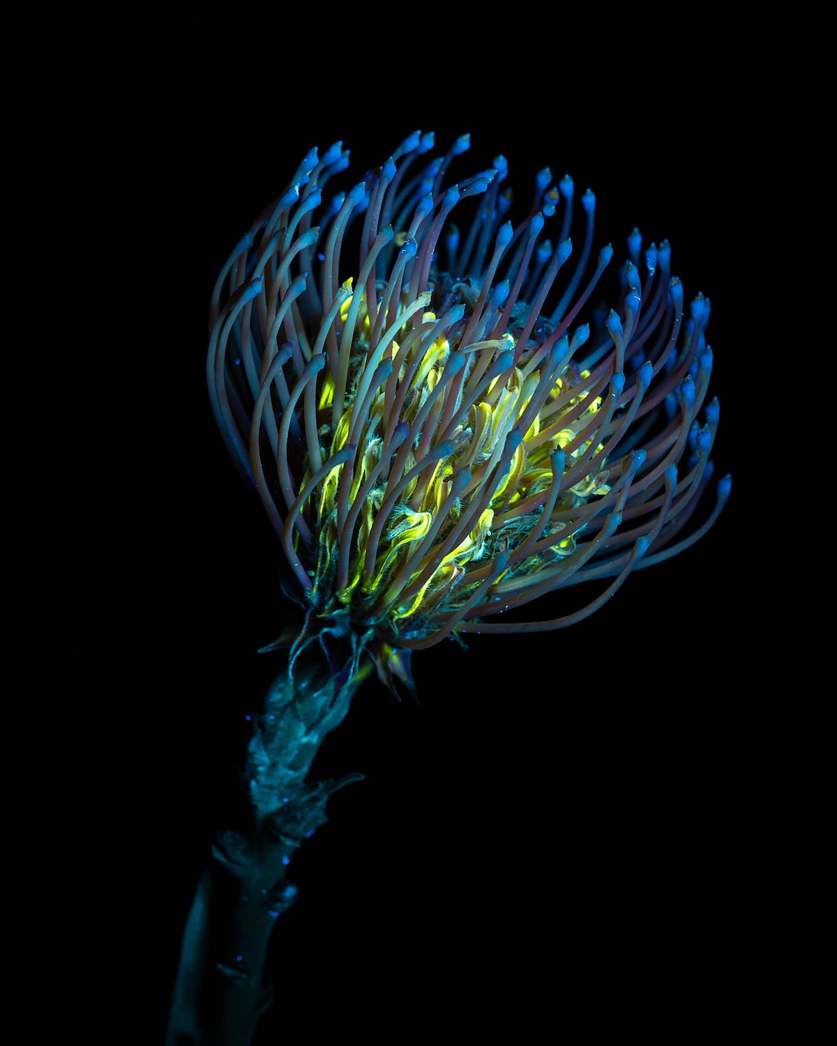 Debora Lombardi Stunningly Captures Flowers Through UV Photography - Article on Thursd UV photography flowers Leucospermum - on Thursd