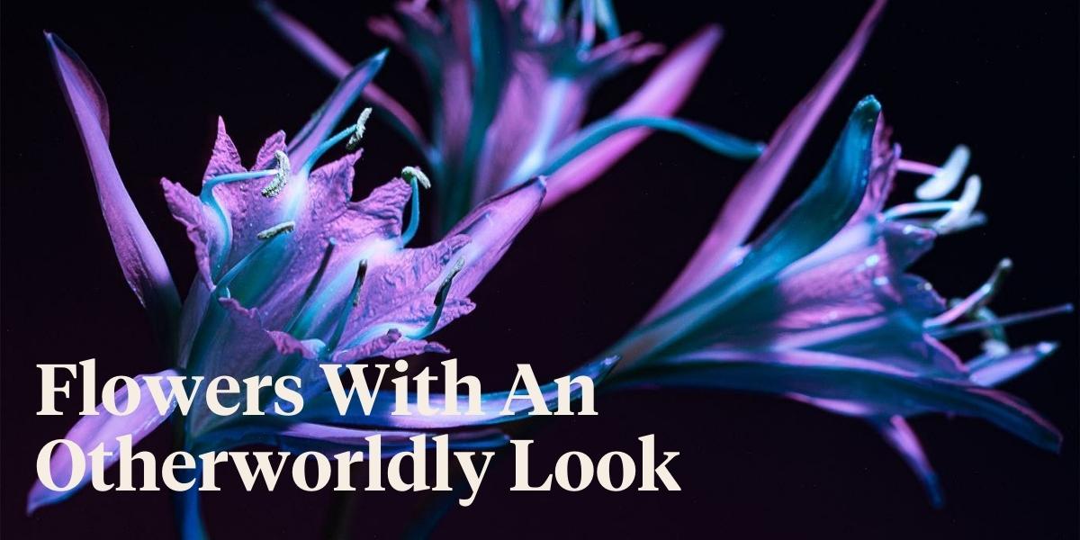 header Debora Lombardi Stunningly Captures Flowers Through UV Photography