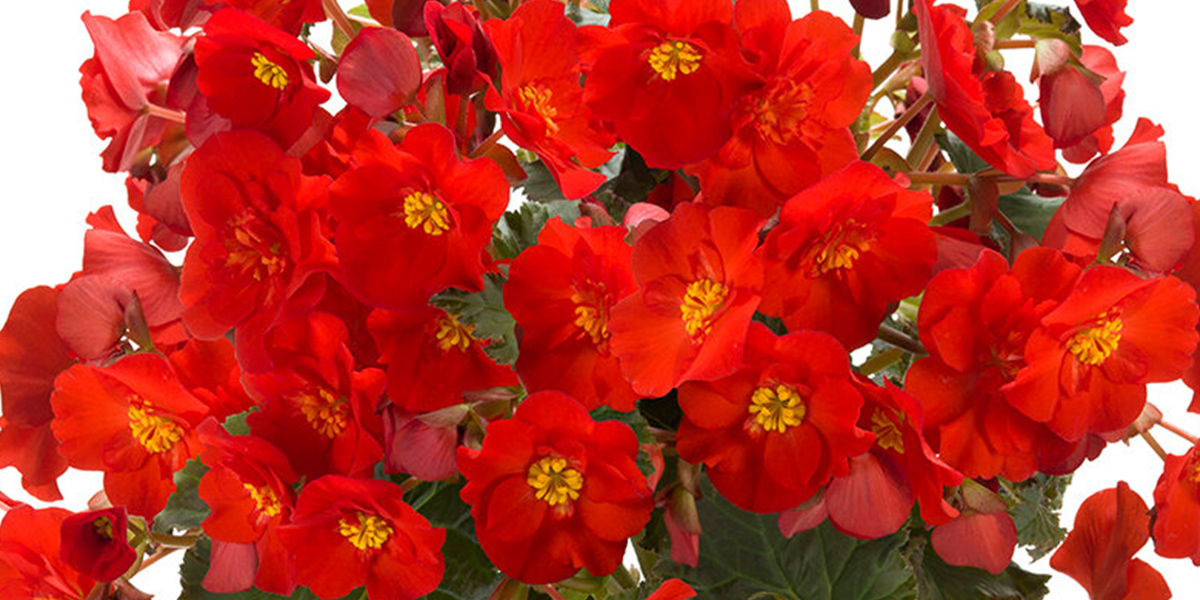 Begonia Dreams Garden Macarouge Plant on Thursd header
