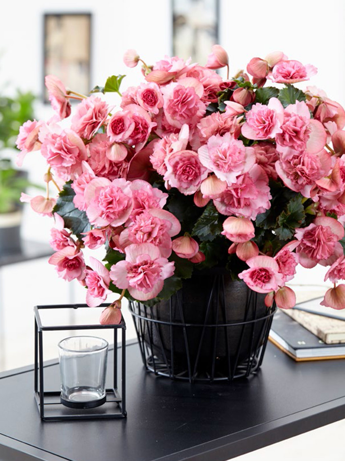 Koppe Has THE Most Complete Begonia Assortment for Your Home and Summer  Garden - Article on Thursd