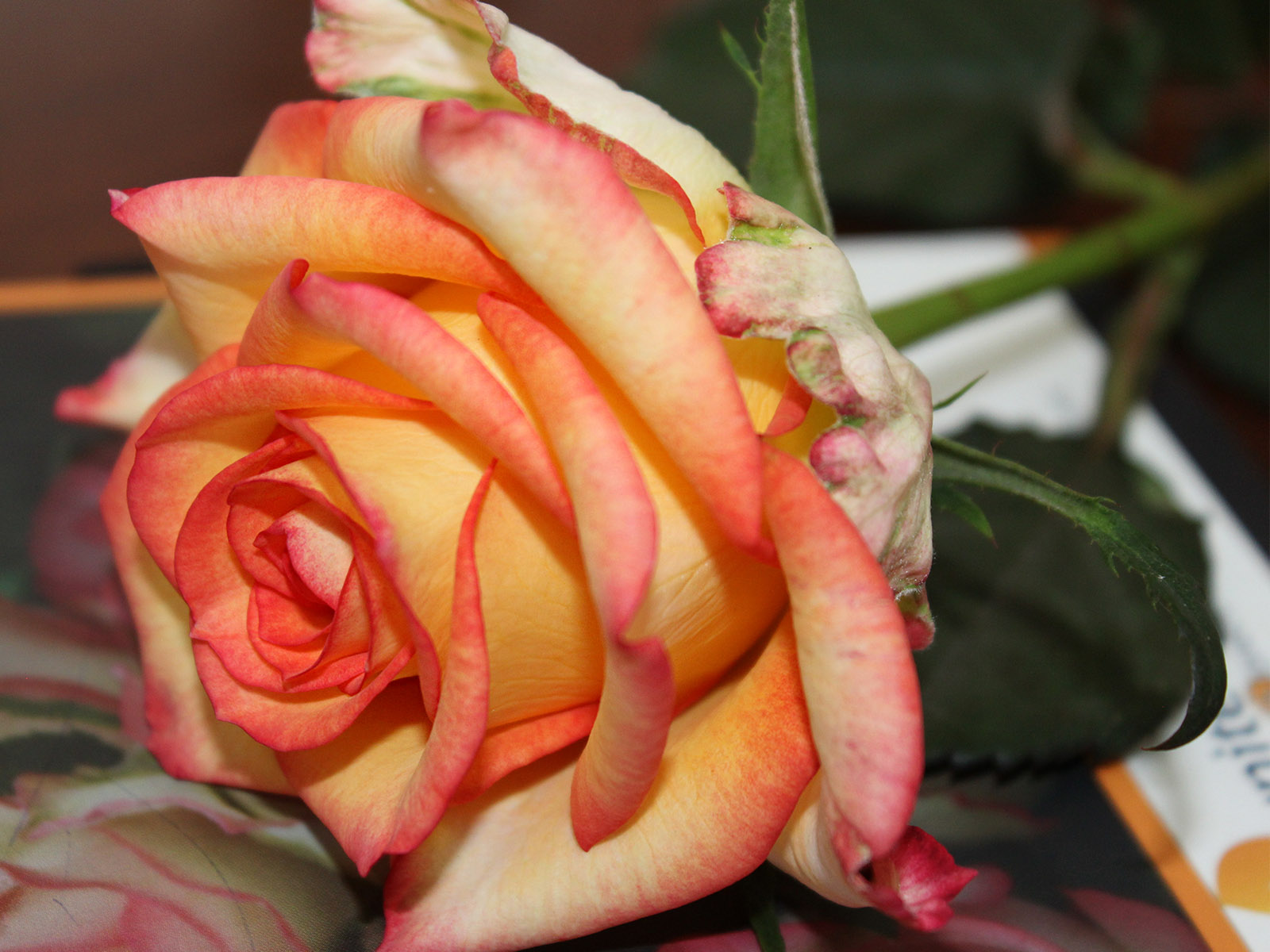 Rose High Key by Bilashaka Flowers - on Thursd