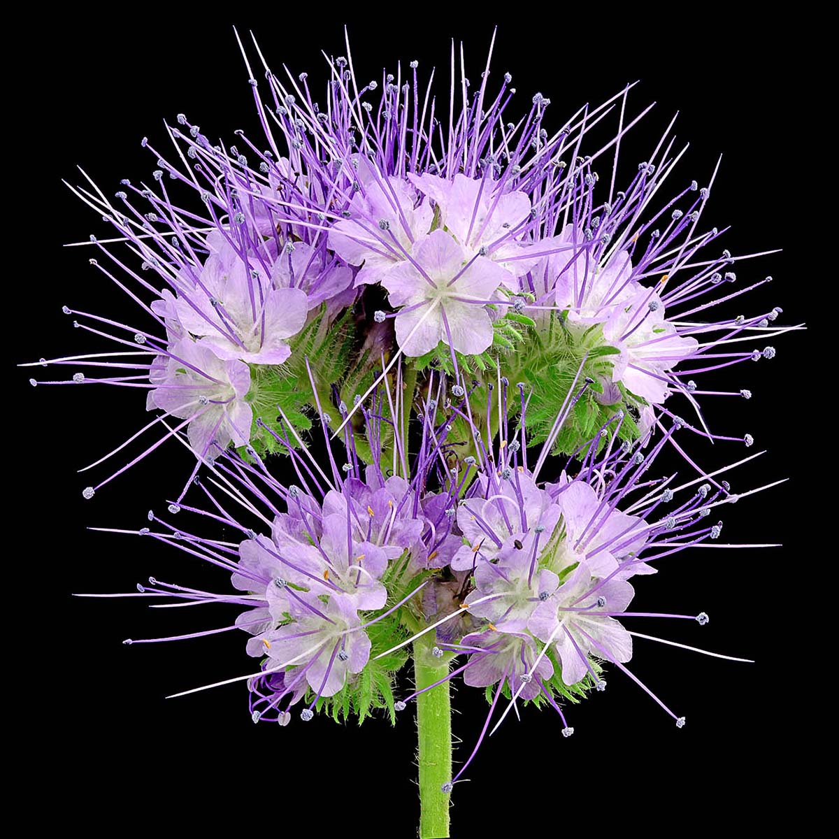 Phacelia Is the Precious Possession of Grower Maurits Keppel feature on Thursd
