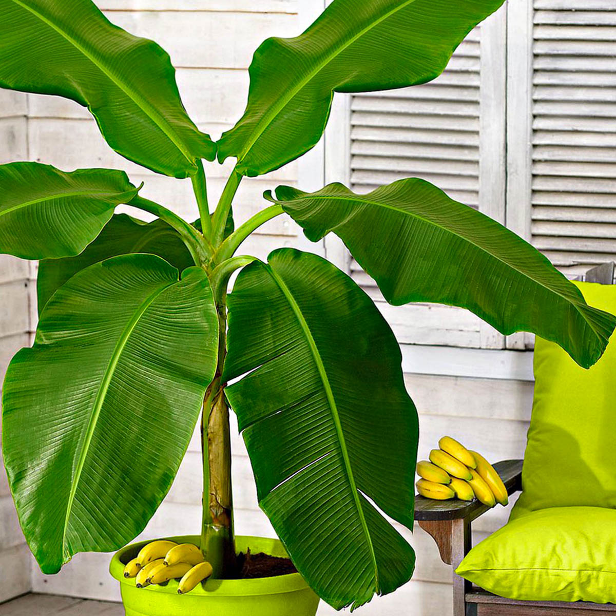 Musa Basjoo Is the Perfect Outdoor Banana Plant feature - on Thursd